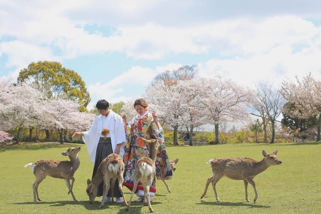 CLAIREのインスタグラム：「桜と鹿と🌸🦌 ・ @claire_naraomiya  @clairebridalstudio」