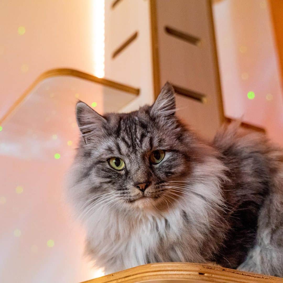マアルのインスタグラム：「ふわもこさん #🐱 #北海道 #旭川  @psmaaru #catsofinstagram #meowfeature #kitty #catoftheday #pleasantcat #instacat #dailycat #meowed #katze #happycatclub #cats_of_day #petsofinstagram #neko #catfeature #catlover #cats #weeklyfluff #cat #catloversclub #excellent_cats #kitty #catphoto #cats_of_instagram #냥스타그램 #고양이 #แมว」