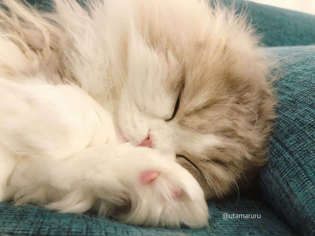 詩丸のインスタグラム：「すやすや…😪☀️ お昼寝中の詩丸🤫🐾 .  nap time..😪☀️ Utamaru🐾 .」