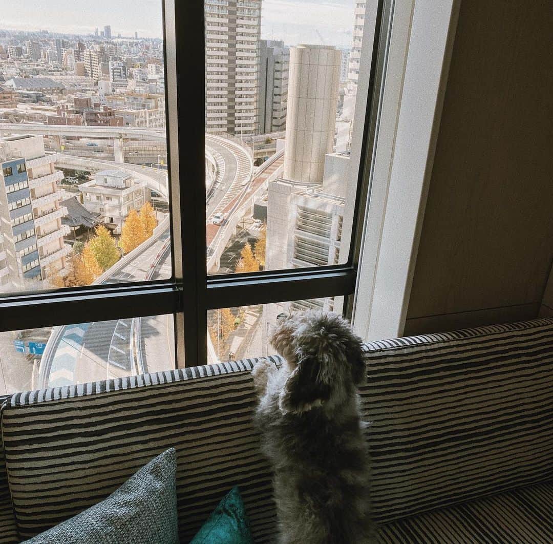 三浦大地さんのインスタグラム写真 - (三浦大地Instagram)「KIMPTON SHINJUKU @kimptonshinjukutokyo   Dog friendlyなホテルが新宿にオープンしたと聞いたのでダンロと泊まりに行ってきました。  部屋だけでなく、共用部の廊下やレストランやカフェも一緒に歩いて良いだなんて最高。  海外では当たり前だけど、日本ももっとこういったホテルが増えたらダンロと沢山旅できるのになぁ。  THANK YOU！@kimptonshinjukutokyo」12月22日 15時28分 - daichi_1127