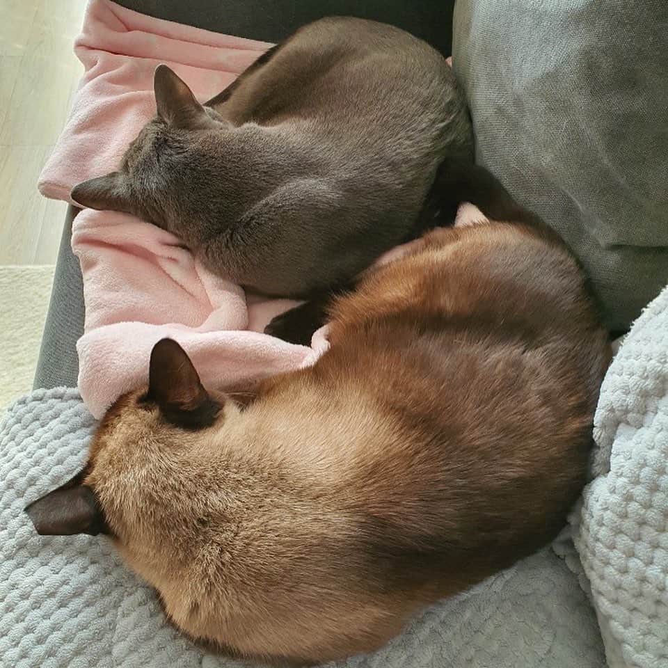 キム・ミンギュさんのインスタグラム写真 - (キム・ミンギュInstagram)「😻」12月22日 15時35分 - mingue.k