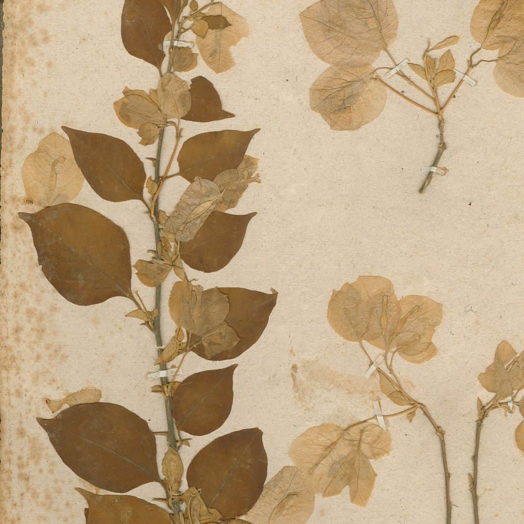 ニューヨーク植物園のインスタグラム：「For nearly six centuries, scientists have been documenting the plants and fungi of the world through herbaria, helping us to better understand and preserve our planet's biodiversity, and even its relation to climate. Hear from Barbara Thiers, Ph.D., as she discusses that rich history, the importance of these institutions to all of us, and the findings and experiences in herbaria that inspired her new book. . Hit the link in our bio for a Q&A with the author, Vice President and Patricia K. Holmgren Director of the Steere Herbarium, elaborating on the uses of herbaria today and their significance for the future, and the many botanical stories contained in "Herbarium: The Quest to Preserve and Classify the World's Plants." . #Bougainvillea spectabilis #plantlove #nybgathome #museumfromhome」
