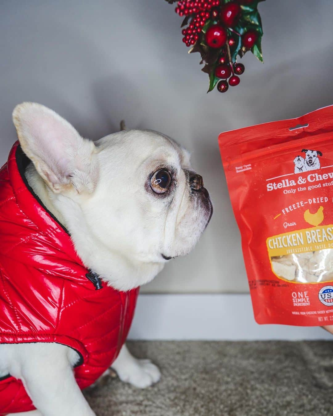 Sir Charles Barkleyのインスタグラム：「“Well hello there..funny seeing you under the mistletoe!” #puckerup #stellaandchewys」