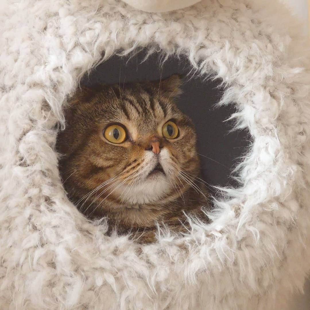 Aww Clubのインスタグラム