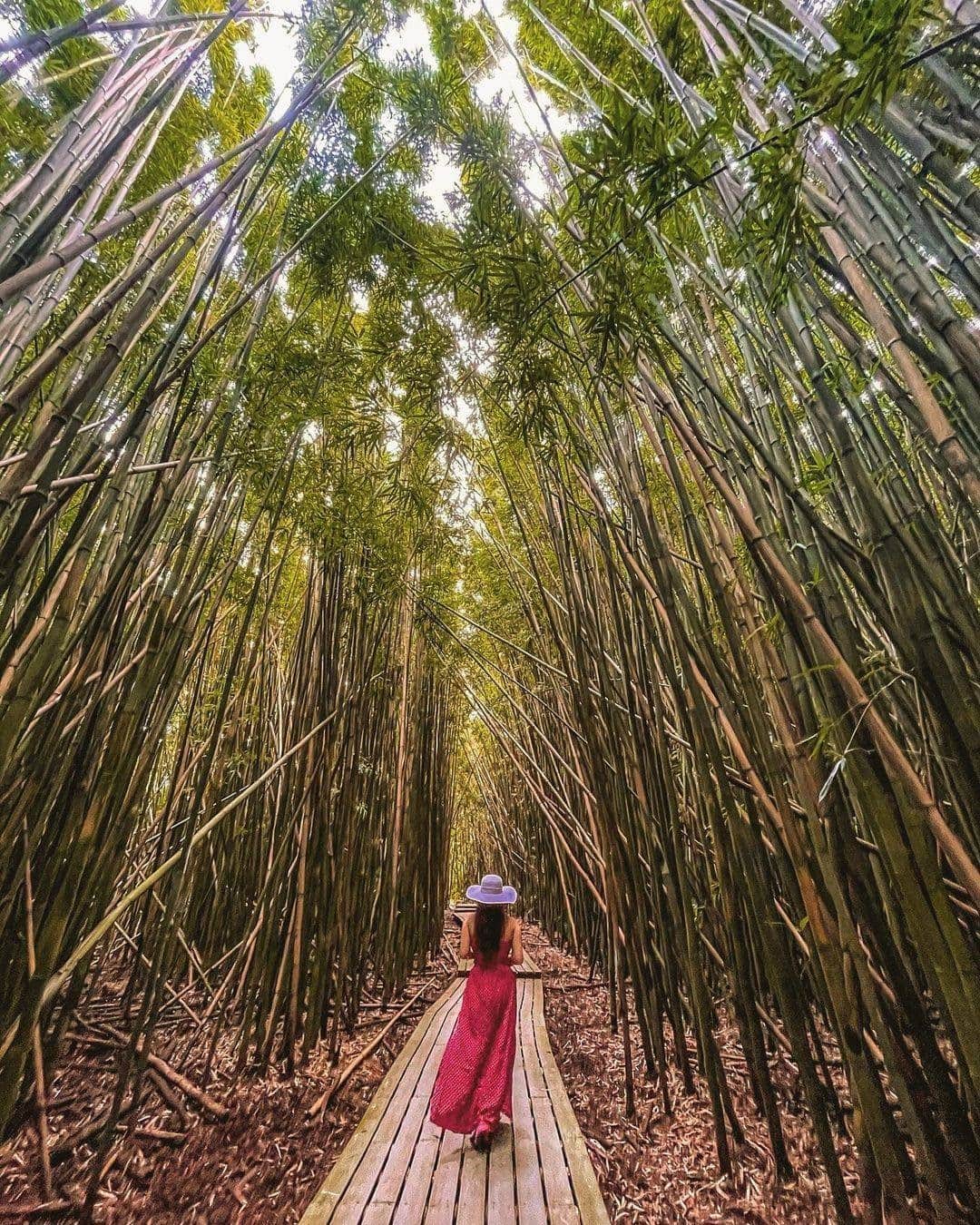 Visit The USAさんのインスタグラム写真 - (Visit The USAInstagram)「The Pipiwai Trail in Maui, Hawaii is full of pools and waterfalls that are framed by a luscious tropical rainforest. What a beautiful place to get lost in! 😍 The trail has dramatic shifts in diversity, from the bamboo to the stunning waterfalls. Would you hike this trail? #VisitTheUSA 📸 : @cindyjangcee」12月23日 2時00分 - visittheusa