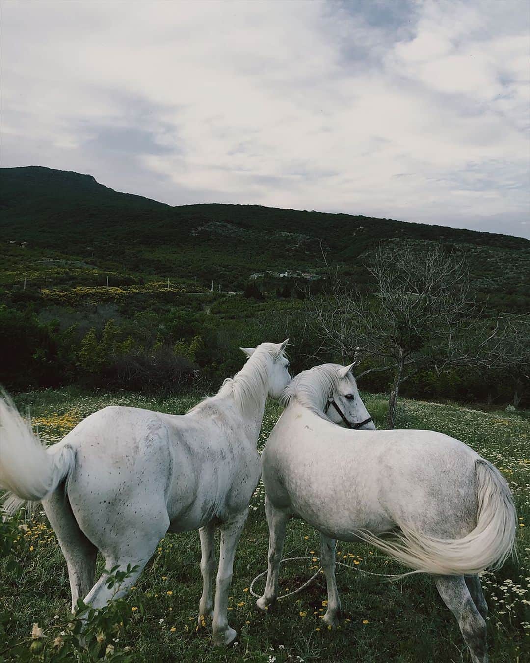 appleさんのインスタグラム写真 - (appleInstagram)「“I was on a picnic with friends near a little town called Mtskheta when a group of horses appeared. They were so majestic, with a very special white color. To me, pressing the shutter is an instinct, not something I plan. It comes from an emotional state.” #ShotoniPhone by Dato K. @photomaker_d.k」12月23日 2時00分 - apple