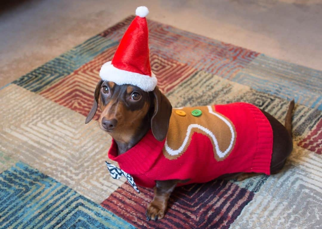 アニマルプラネットさんのインスタグラム写真 - (アニマルプラネットInstagram)「"Ho ho ho, now take this stupid outfit off of me." . . . . #christmas #holidays #dachshund #weinerdog #santaclaus #santa #santaoutfit #animalplanet #pictureoftheday #photooftheday」12月23日 2時01分 - animalplanet