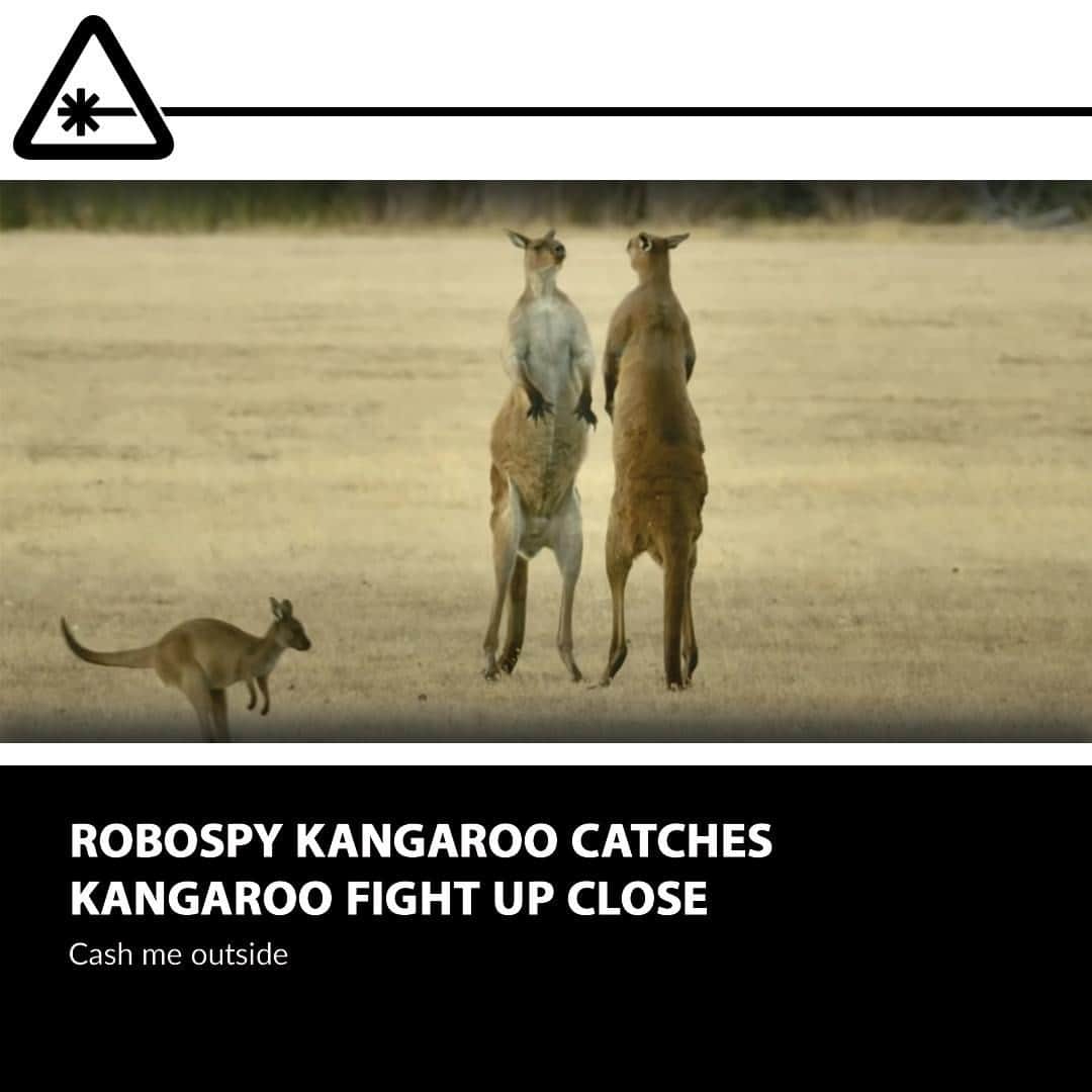 クリス・ハードウィックさんのインスタグラム写真 - (クリス・ハードウィックInstagram)「John Downer Productions, a UK-based company, is behind the footage, and captured it with its so-called RoboSpy Kangaroo. ⁠ link in bio」12月23日 2時02分 - nerdist