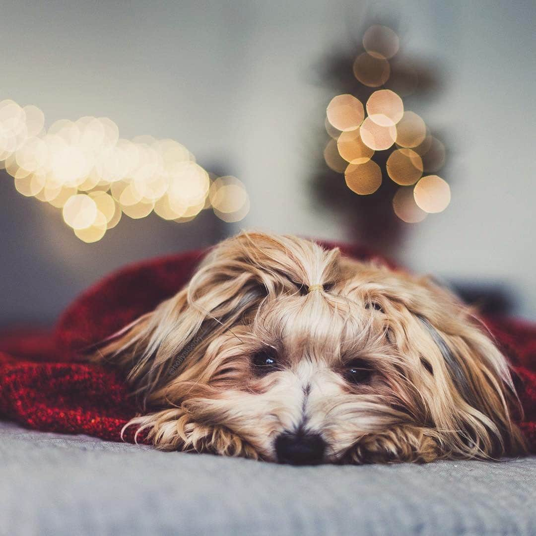 Holly Sissonさんのインスタグラム写真 - (Holly SissonInstagram)「Waiting for SantaPaws ❤️🐶🎄 #Havanese #Toronto #pet #petphotography #bokeh ~ See more of Oliver, and Finnegan, on their pet account @pitterpatterfurryfeet ~ Canon 1D X + 50 f1.4 @ f1.8  1/125 (See my bio for full camera equipment information plus info on how I process my images. 😊)」12月23日 2時19分 - hollysisson