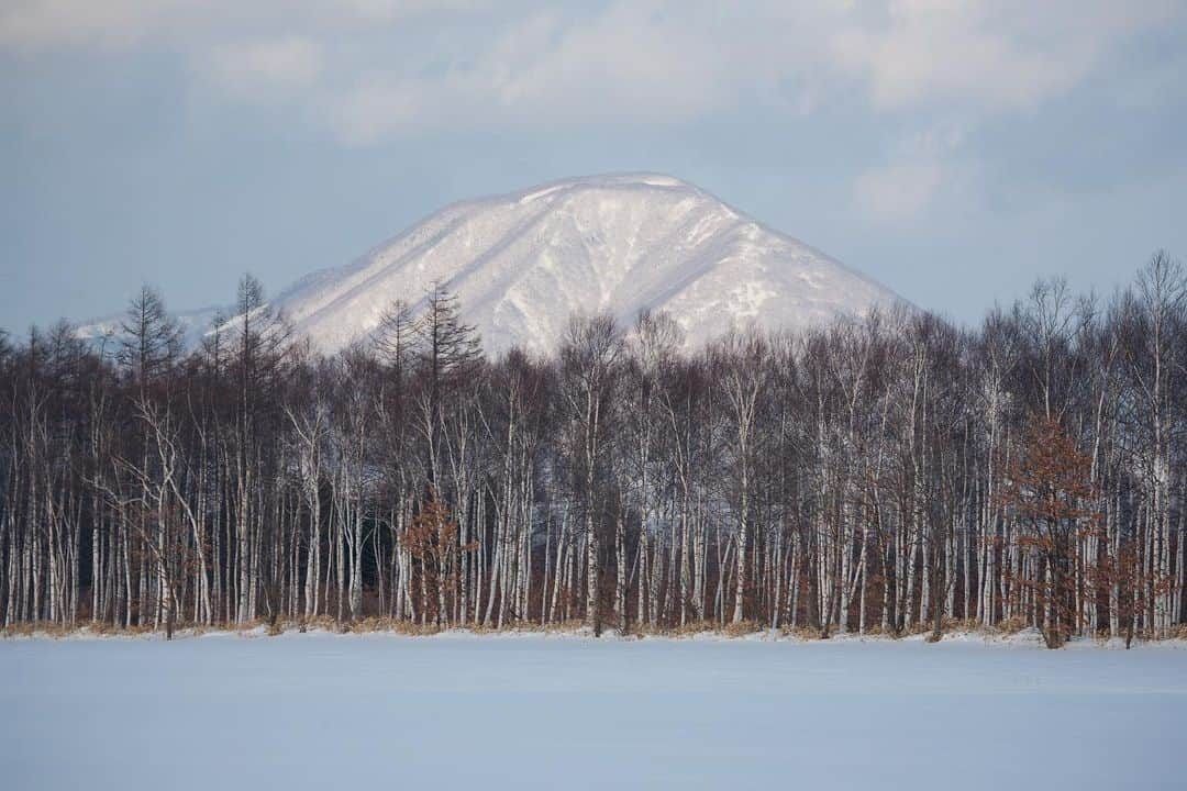 Michael Yamashitaさんのインスタグラム写真 - (Michael YamashitaInstagram)「Layered landscapes: Hokkaido, Japan's most northerly island, and one of the snowiest places in the world, is a perfect place to find snowy treescapes. Larch and birch trees are planted to provide wind- and snow-breaks, but like all things Japanese, the practical never supercedes the artistic, as seen in the starkly contrasting patterns formed by the trees.  #snowscape #hokkaido #treescape #birchtrees #landscapephotography #larchtrees」12月23日 2時31分 - yamashitaphoto