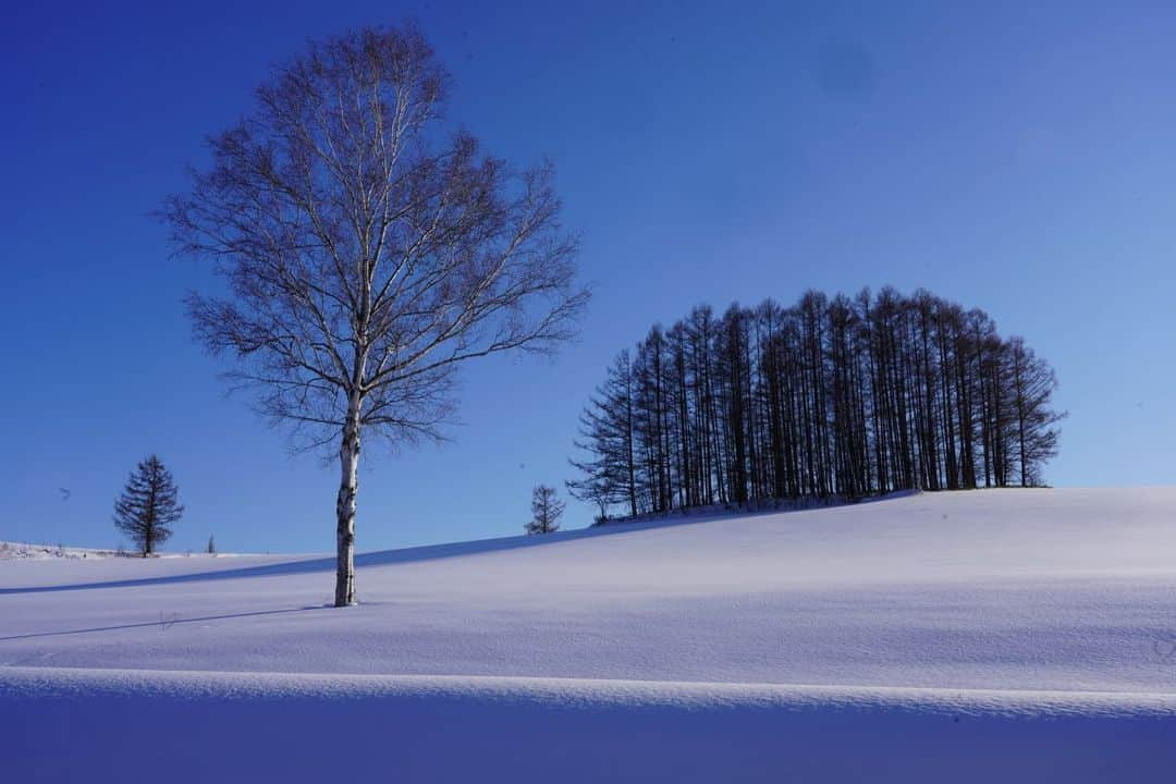 Michael Yamashitaさんのインスタグラム写真 - (Michael YamashitaInstagram)「Layered landscapes: Hokkaido, Japan's most northerly island, and one of the snowiest places in the world, is a perfect place to find snowy treescapes. Larch and birch trees are planted to provide wind- and snow-breaks, but like all things Japanese, the practical never supercedes the artistic, as seen in the starkly contrasting patterns formed by the trees.  #snowscape #hokkaido #treescape #birchtrees #landscapephotography #larchtrees」12月23日 2時31分 - yamashitaphoto