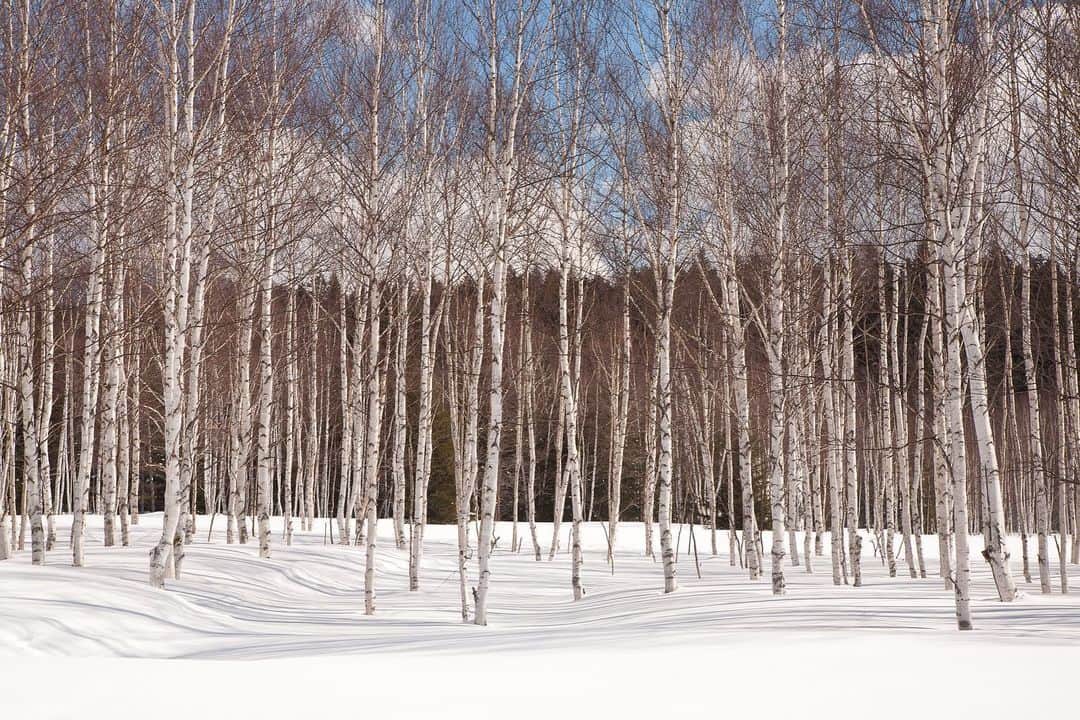 Michael Yamashitaさんのインスタグラム写真 - (Michael YamashitaInstagram)「Layered landscapes: Hokkaido, Japan's most northerly island, and one of the snowiest places in the world, is a perfect place to find snowy treescapes. Larch and birch trees are planted to provide wind- and snow-breaks, but like all things Japanese, the practical never supercedes the artistic, as seen in the starkly contrasting patterns formed by the trees.  #snowscape #hokkaido #treescape #birchtrees #landscapephotography #larchtrees」12月23日 2時31分 - yamashitaphoto
