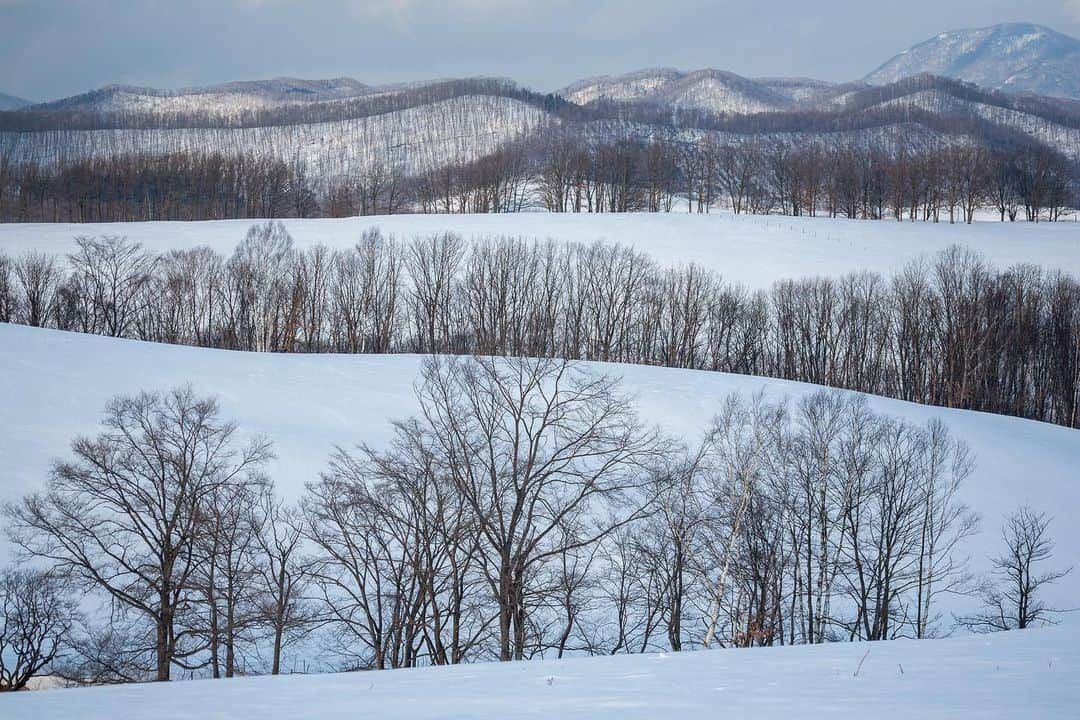 Michael Yamashitaさんのインスタグラム写真 - (Michael YamashitaInstagram)「Layered landscapes: Hokkaido, Japan's most northerly island, and one of the snowiest places in the world, is a perfect place to find snowy treescapes. Larch and birch trees are planted to provide wind- and snow-breaks, but like all things Japanese, the practical never supercedes the artistic, as seen in the starkly contrasting patterns formed by the trees.  #snowscape #hokkaido #treescape #birchtrees #landscapephotography #larchtrees」12月23日 2時31分 - yamashitaphoto