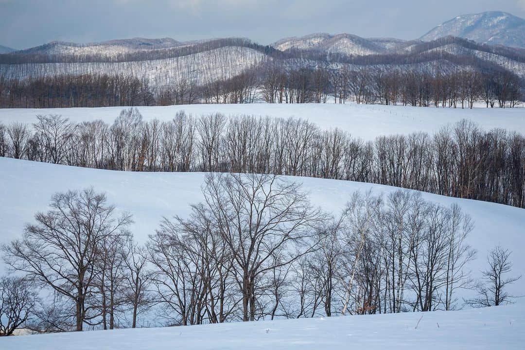 Michael Yamashitaのインスタグラム：「Layered landscapes: Hokkaido, Japan's most northerly island, and one of the snowiest places in the world, is a perfect place to find snowy treescapes. Larch and birch trees are planted to provide wind- and snow-breaks, but like all things Japanese, the practical never supercedes the artistic, as seen in the starkly contrasting patterns formed by the trees.  #snowscape #hokkaido #treescape #birchtrees #landscapephotography #larchtrees」