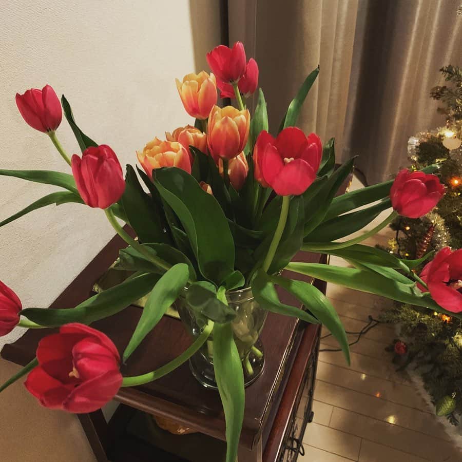 のインスタグラム：「花は元気。 上を向いてる。 大好きなクリスマスシーズン。 今年のイブはミサには行けないのでハレルヤ一人絶唱をオンラインで。😊」
