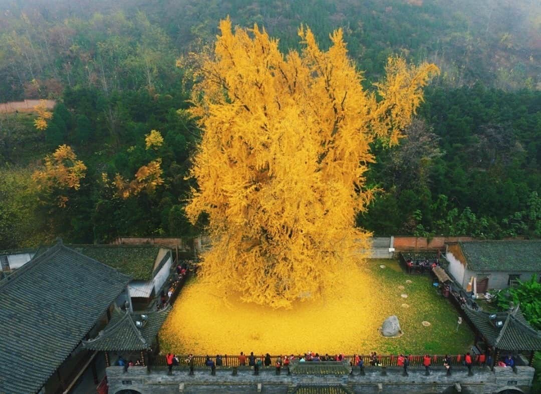 AnOther Magazineさんのインスタグラム写真 - (AnOther MagazineInstagram)「#GorgeousGardens – a beautiful Ginkgo tree in China, captured by Hang Fei 💛⁠ ⁠ RG @nowness 🔁」12月22日 18時04分 - anothermagazine