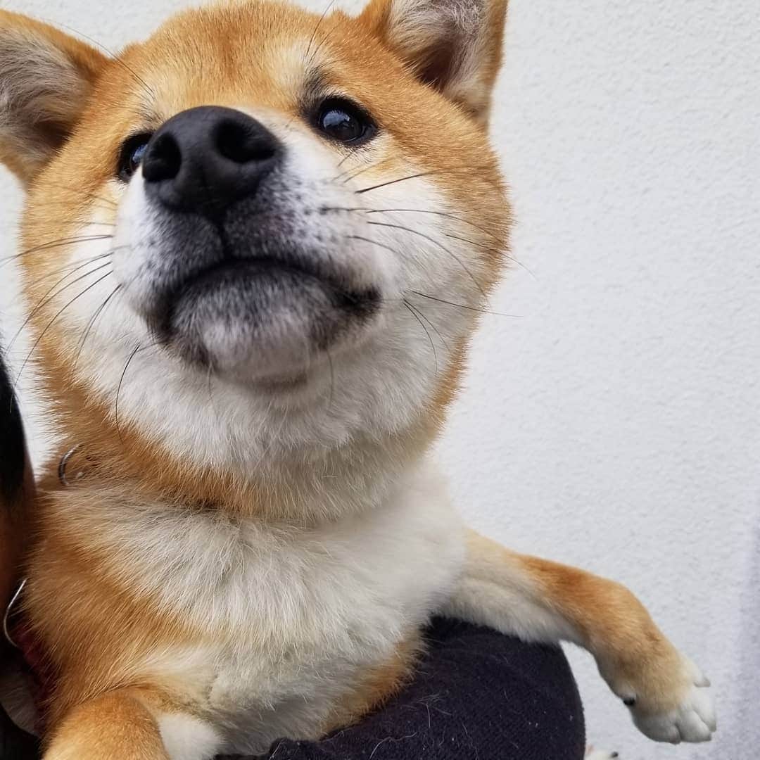 柴犬たま Shibainu Tamaのインスタグラム