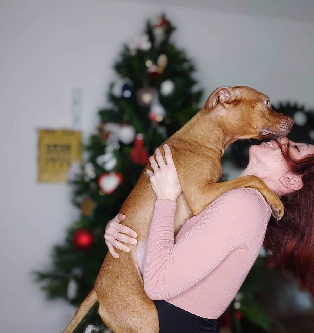 ニコーレ・デラ・モニカのインスタグラム：「Anche ad Olly piace il Natale, un po' meno il caos che la mamma (io) combina in casa per preparare i regali, incartare ecc 🤣🎄  #olimpiathestaffy #dogsmom #tempodinatale #atmosferanatalizia #alberodinatale #christmastime #christmastree #amoreinfinito」