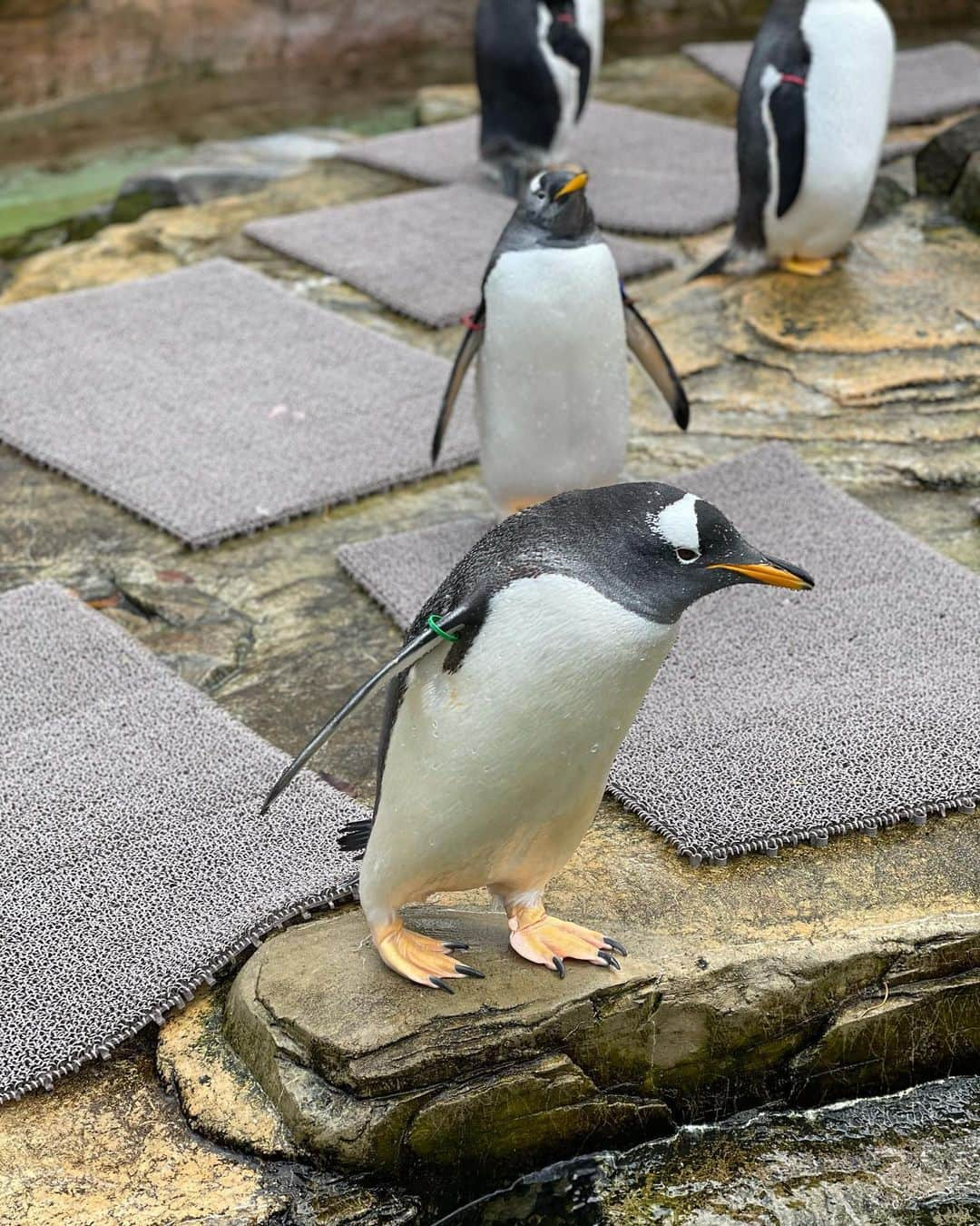 熊谷知花のインスタグラム：「那須どうぶつ王国の動物さんたち✨ 今回はペンギンさんです🐧  ご飯をあげることもできるんだよ♪ とっても可愛いよね💕  4枚目の写真には羽が生え変わる時期の最中の子がいるね☺️✨  #那須どうぶつ王国 #ペンギン #動物大好き」