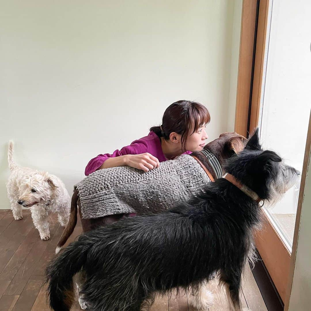 甲斐麻美さんのインスタグラム写真 - (甲斐麻美Instagram)「わんわんパラダイスー🥰  犬のお友だちに会いに行きました☺️☺️☺️  ペヤングとオドもめちゃくちゃ嬉しそうに楽しそうにしてました🎉  犬同士が楽しそうに走り回ってる姿って本当に元気をもらえるし、幸福な気持ちになります。  ありがたいなぁ☺️🙏🏻  あー幸せっ！  #いぬとわたし #元保護犬 #保護犬を家族に #幸せ #家族 #犬のいる暮らし #犬との暮らし」12月22日 18時55分 - kaico_asami