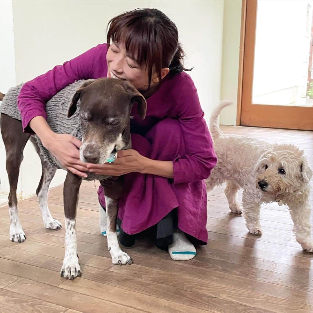 のインスタグラム：「わんわんパラダイスー🥰  犬のお友だちに会いに行きました☺️☺️☺️  ペヤングとオドもめちゃくちゃ嬉しそうに楽しそうにしてました🎉  犬同士が楽しそうに走り回ってる姿って本当に元気をもらえるし、幸福な気持ちになります。  ありがたいなぁ☺️🙏🏻  あー幸せっ！  #いぬとわたし #元保護犬 #保護犬を家族に #幸せ #家族 #犬のいる暮らし #犬との暮らし」