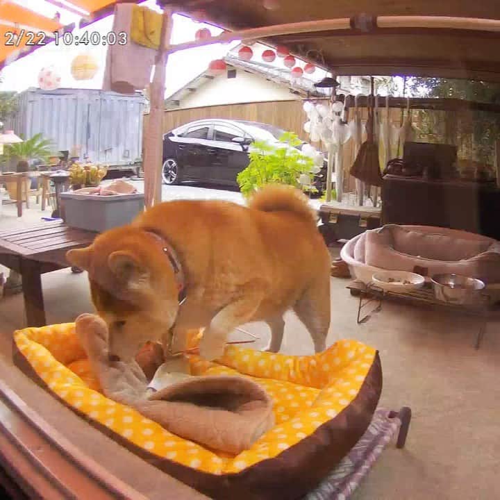 柴犬 たろのインスタグラム
