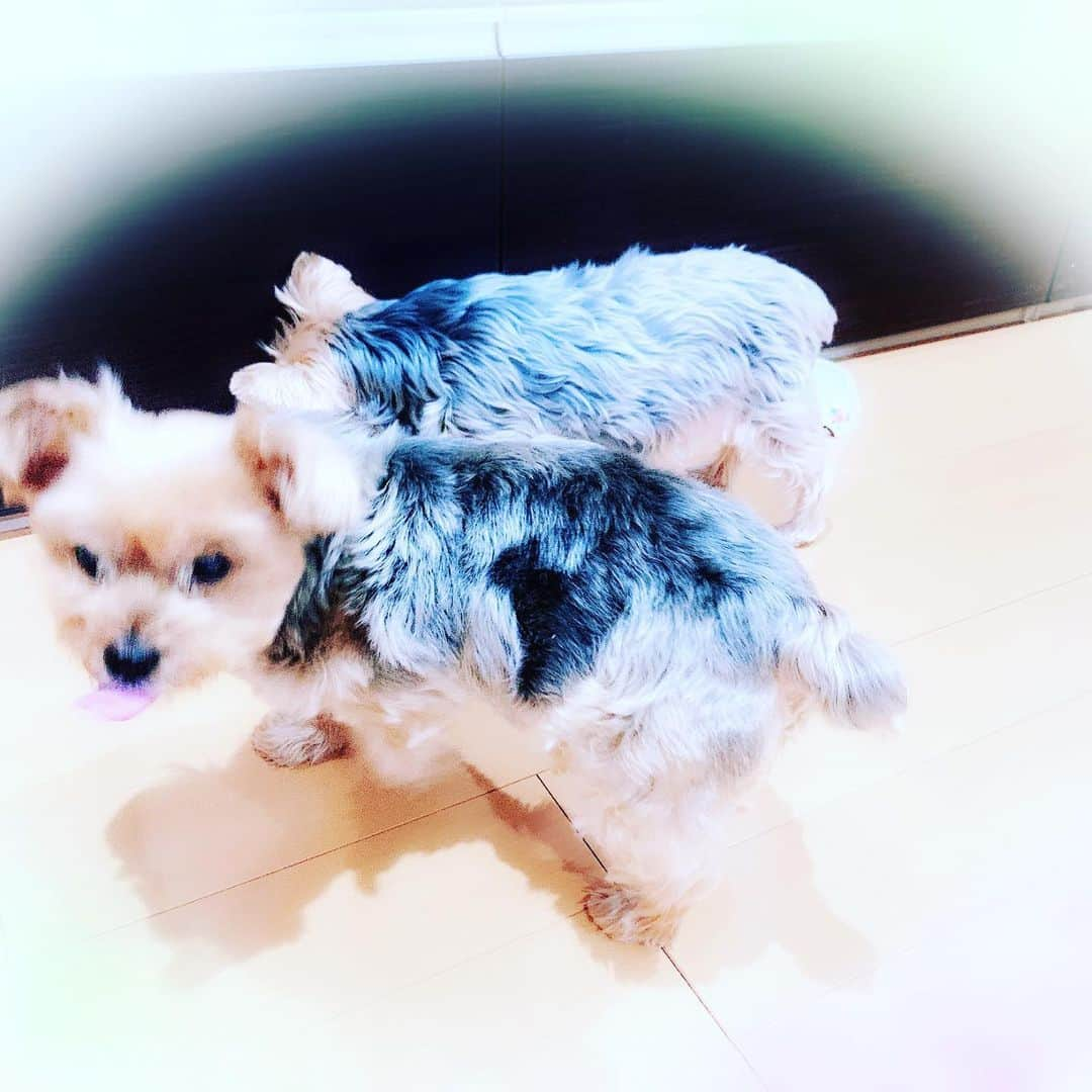 菊池桃子さんのインスタグラム写真 - (菊池桃子Instagram)「* 今日のYouTubeラジオの 配信では、  愛犬ペリが家族になった 経緯を初めて話しました。 （写真、左がペリです）  ペリを保護して我が家と縁を 結んでくださった動物病院の 先生には感謝でいっぱいです。  もうすぐ１歳になる…… そんなタイミングで来たペリ。 大事な我が家のメンバーとして 元気に過ごしています！ 愛おしいです！ もう12歳！  そして、YouTubeラジオの リスナーの皆さま！ 次の木曜日は…… 歌いますよー！！！☺️♪🎹  #ペリ #菊池桃子のyoutubeラジオ  #今日もお疲れ様です」12月22日 19時08分 - momoko_kikuchi_official