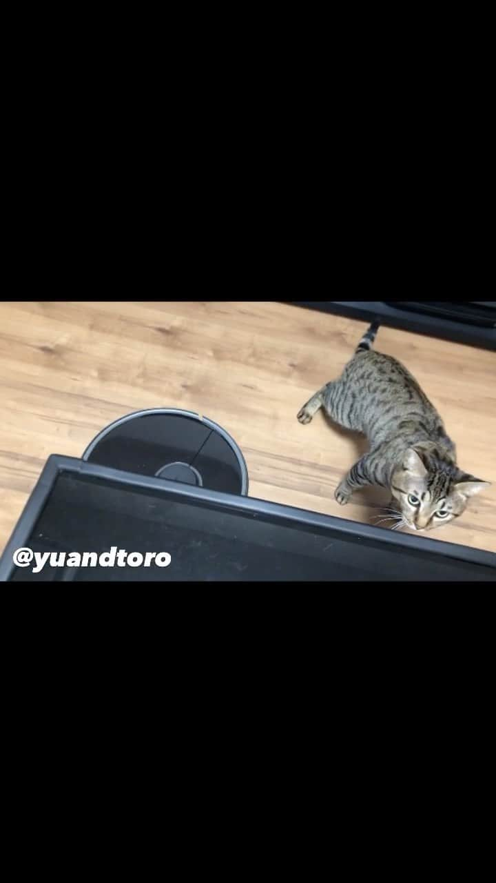 ゆうとろ（柴犬ゆうと猫のとろ）のインスタグラム