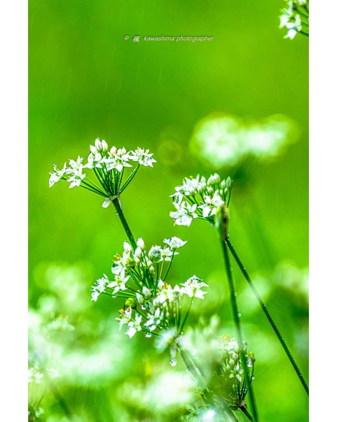 花の写真館のインスタグラム：「Photo by 川島吉政.⠀ .⠀ Original Post[投稿いただいたURL]⠀ https://www.facebook.com/photo.php?fbid=1848613128626037⠀ .⠀ 本アカウントは、 #私の花の写真 をつけてInstagramに投稿された皆さまの花の写真や、「花の写真館」Facebookページで投稿された花の写真を紹介します。⠀ 「花の写真館」Facebookページは、「 @floral.photograph 」のプロフィールにあるURLからご覧ください。⠀ .⠀ ※各自、政府、自治体など公的機関の指示に従った行動をお願いします。⠀⠀ 東京カメラ部および分室では、写真を「見る楽しみ」を提供することを通して、微力ながら皆様にわずかな時間でも癒しをお届けしたいと思っております。⠀ ※本アカウントは東京カメラ部がFacebook、Instagramのサービスを利用して運営しているもので、Facebook社・Instagramとは一切関係ありません。⠀ .⠀ #花の写真館 #floralphotograph #floralphoto #flower #flowers⠀ Follow: @floral.photograph」