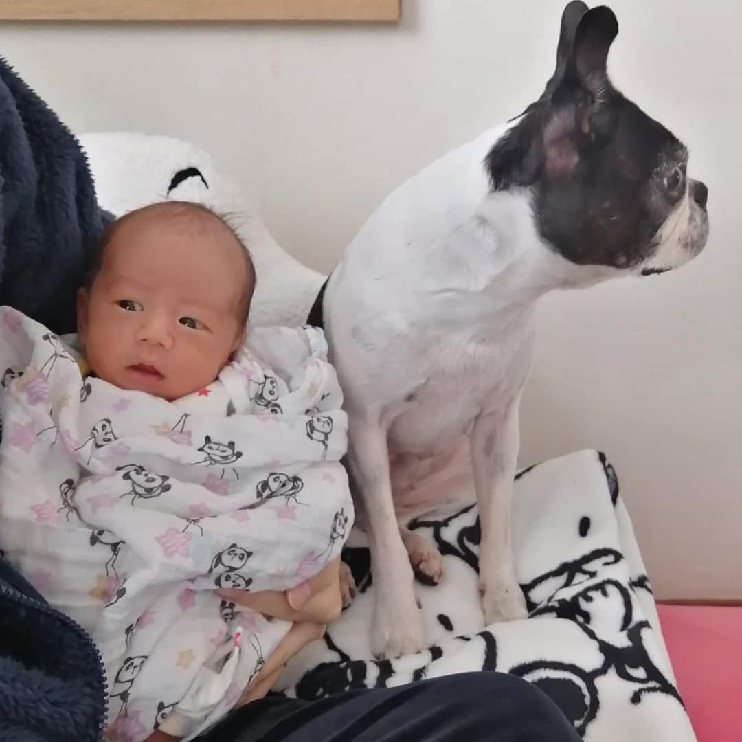 のインスタグラム：「メギーがうたくんを守ってる  かわいい🥺  Maggy is protecting Uta😭❤️」