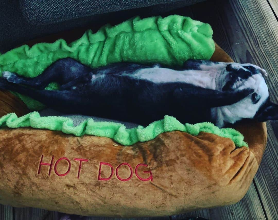 青木ロビンさんのインスタグラム写真 - (青木ロビンInstagram)「おネギが いただいたHOTDOGクッションを 痛く気に入ったようで。。  なんかしらんけど 良かったね〜 #bostonterrier #おネギ」12月22日 19時50分 - aokirobin