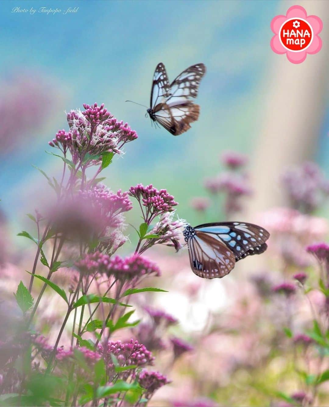 はなまっぷ❁日本の花風景さんのインスタグラム写真 - (はなまっぷ❁日本の花風景Instagram)「🌸🍺はなまっぷの忘年会2020🍺🌸 *  @tanpopo_field さんの  2020年のお花に花まるを💮 * 今年一年素敵なお花をたくさん ありがとうございました😊🌸💮 * 愛媛 Ehime Pref. * 🌼•••🌹•••💠•••🌷•••🌸•••🌺 * 💮みなさんの2020年のお花に花まるを💮 * これまでに撮影された お気に入りの✨「1枚」✨ を、#はなまっぷ忘年会2020 に投稿お願いします😊 * みなさんのご参加お待ちしております🍺 * #はなまっぷ * 🌼•••🌹•••💠•••🌷•••🌸•••🌺 * #日本#花#フジバカマ#藤袴#アサギマダラ」12月22日 19時50分 - hanamap