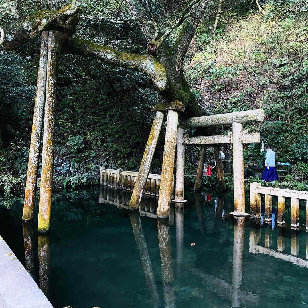 のインスタグラム：「鹿島神宮。歩いてるだけで心や頭の中が澄んでいくような気持ち良い場所でした☺️✨ 曾祖父が神主をしてた神社の記録によるとご先祖様は鹿島神宮か香取神宮の神官をされていたそうなので、ご先祖様ゆかりの場所に訪れる事が出来て嬉しかったです🙏✨  #鹿島神宮 #東国三社 #神社 #japaneseshrine #instajapan #kashimajingu #奥宮 #御手洗池」