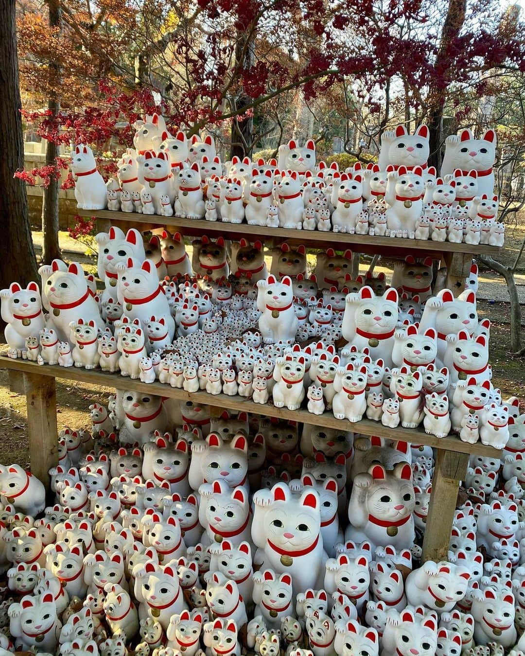 香華（KOuKA）のインスタグラム：「Walked two hours to this temple because we need all the luck we can get for 2021 😻🤞🍀 #luckycat #manekineko #gotokuji #招き猫」