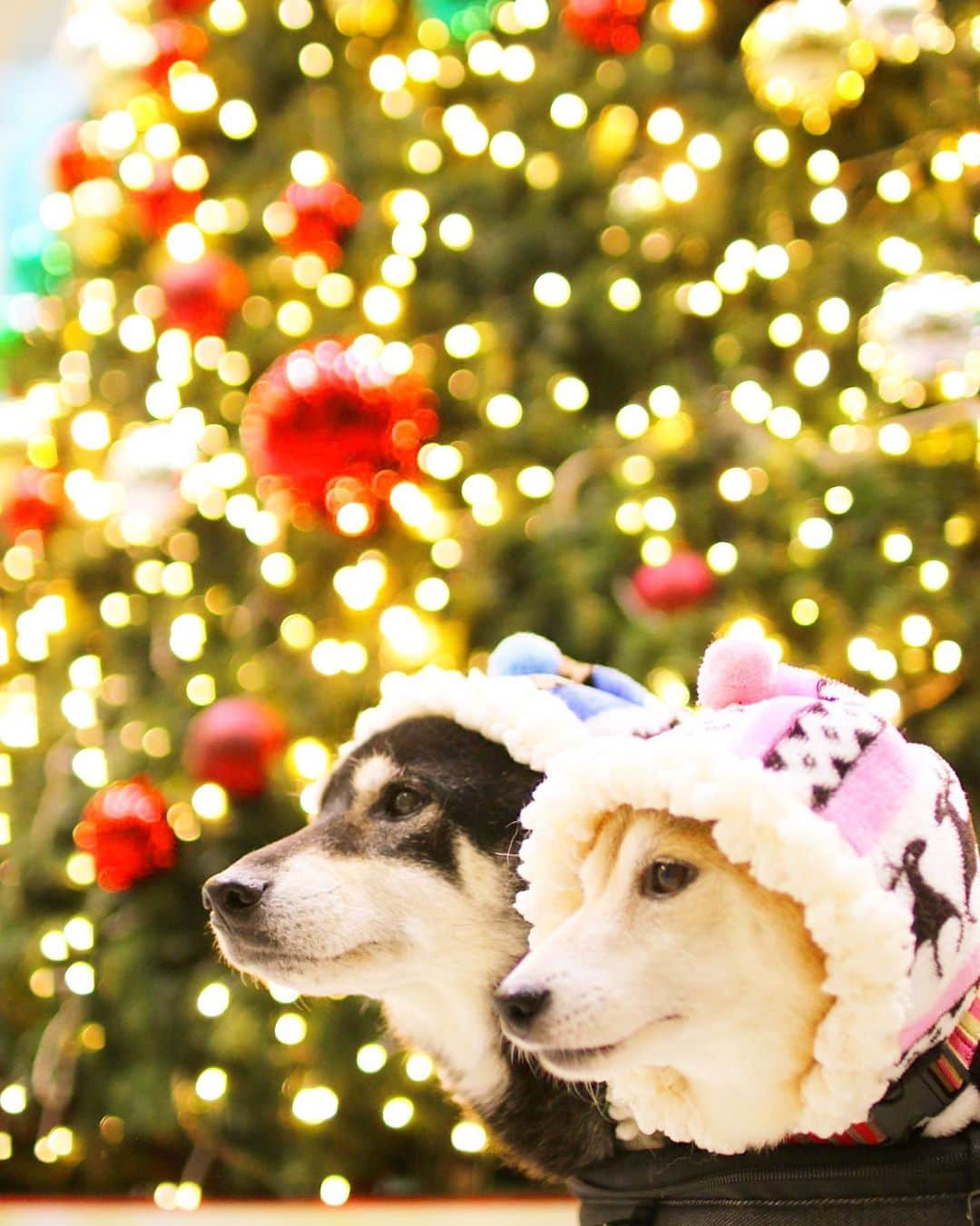 柴犬 けんしろう ゆりあのインスタグラム：「🎄けんゆり家の願い🎄﻿ ﻿ ﻿もうすぐクリスマスですね🎅 クリスマスはゆりあが悪徳ブリーダーから いらない命としてセンターへ放棄された日なので けんゆり家からサンタさんへのお願いは、ただ一つ。  悲しい想いをしている🐶🐱たちが あったかいおうちへ迎えられること🏠  微力なけんゆり家ではありますが、昨年よりお仲間に入れて頂き、活動を行っている「しばいぬとねこのチャリティーカレンダー」。その収益を、このコロナ禍の中、懸命に保護活動を続けてくださってる方々へ、寄付という形で想いを届けたいと思っています。  「しばいぬとねこのチャリティーカレンダー2021」にはまだ残りがあります。 ぜひとも完売して、できる限り多くの寄付を、🐶🐱のためにがんばってくださってる方々へ届けたい！  ひとりの力で想いを形にすることは難しいですが、多くの方の想いが集まれば、大きな力になります。  どうぞみなさんにご協力頂けたらうれしいです！  「しばいぬとねこのチャリティーカレンダー2021」の購入方法は、トップページかDMにてよろしくお願いします🙇‍♀️  そして、明日改めてお知らせしますが、けんゆりインスタでも「チャリカレと一緒」を行いたいと思ってます🗓🐶🐱❤️ チャリカレとみなさんのかわいい愛犬愛猫ちゃんのお写真を、けんゆりストーリーズで紹介させて頂きたいと考えてます🥰 . . #元保護犬 #保護犬を家族に」