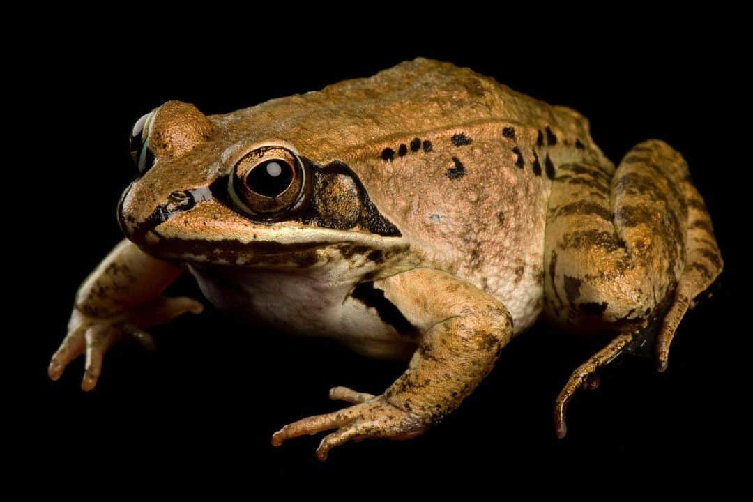 Joel Sartoreさんのインスタグラム写真 - (Joel SartoreInstagram)「Have you ever wondered how frogs survive the winter? Some species, like the wood frog, actually freeze, turning into green ice cubes for almost seven months. Water outside of the frog’s cells freeze, leaving behind a concentrated goop, but there is never ice within the cells. Instead, the cells shrink, and what is left inside is a little bit of water bound to a massive amount of sugar. This frozen state allows the frogs to withstand temperatures as low as zero degrees Fahrenheit for months at a time. Once spring arrives, the wood frogs will use the remaining glucose in their systems to thaw out and begin the search for a mate and food. Photo taken @nationalaquarium. #frog #woodfrog #amphibian #icecube #frozen #PhotoArk #savetogether」12月22日 20時30分 - joelsartore