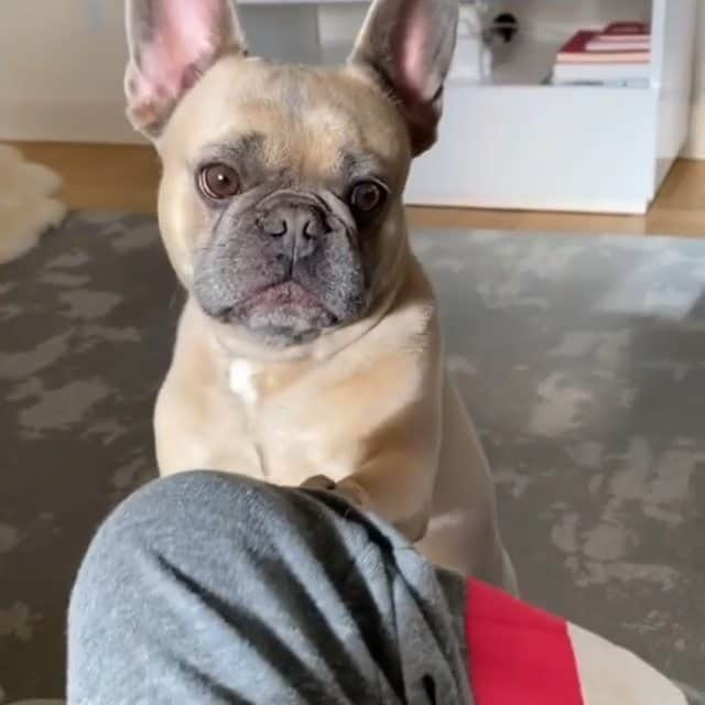 French Bulldogのインスタグラム