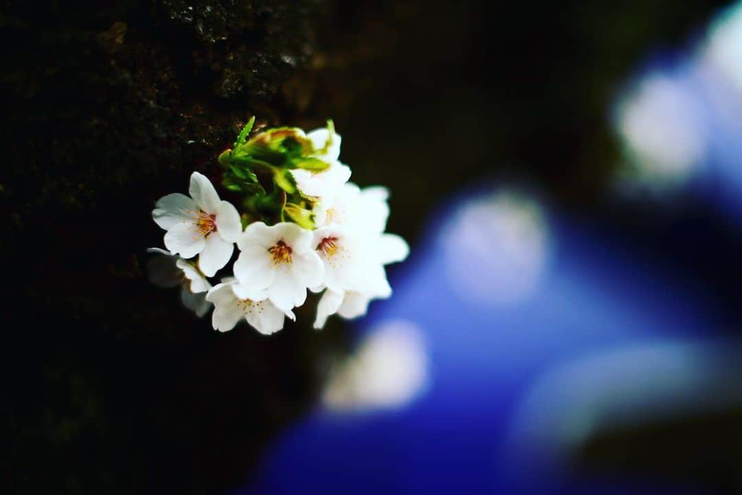 若葉紫のインスタグラム：「木に咲く花。 #写真好きな人と繋がりたい  #カメラ好きな人と繋がりたい  #お花好きな人と繋がりたい」