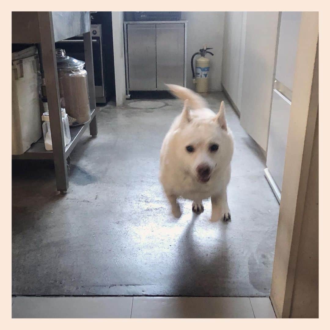 のインスタグラム：「4周目は歩いて💨💨💨💨  #元保護犬 #雑種犬 #crossbreed #mixdog #キップル14歳 #走る犬」