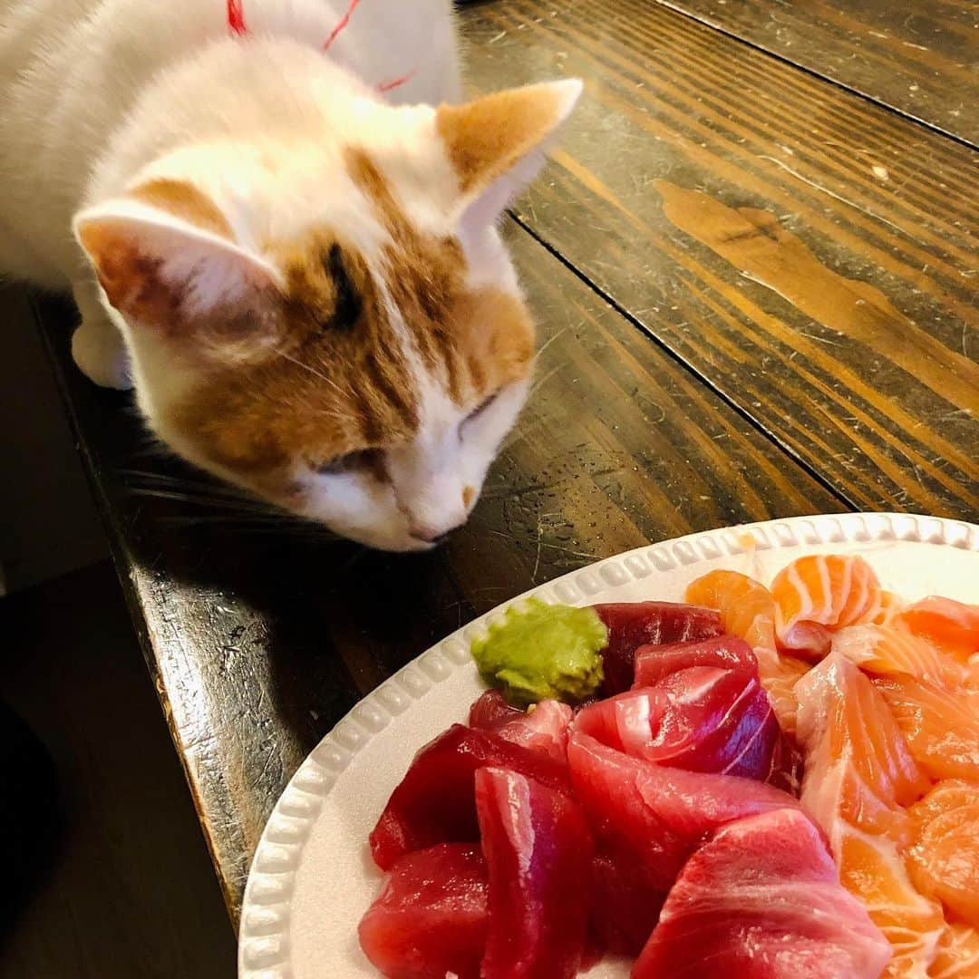 池田有希子さんのインスタグラム写真 - (池田有希子Instagram)「ちょっとだけ下さいな。  #catstagram #sashimi #japanesefood」12月22日 21時03分 - yukikoikeda
