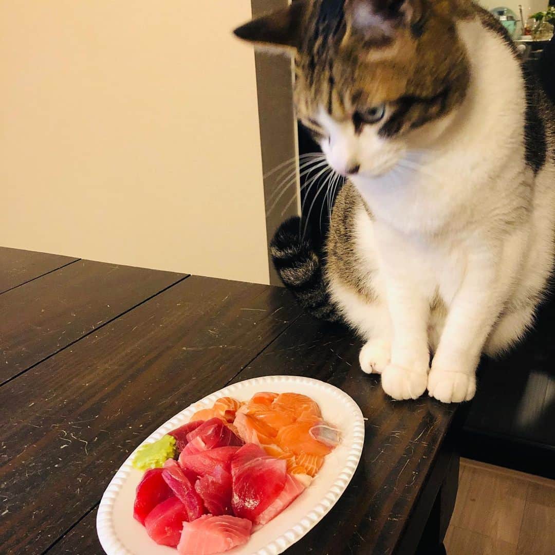 池田有希子のインスタグラム：「ちょっとだけ下さいな。  #catstagram #sashimi #japanesefood」