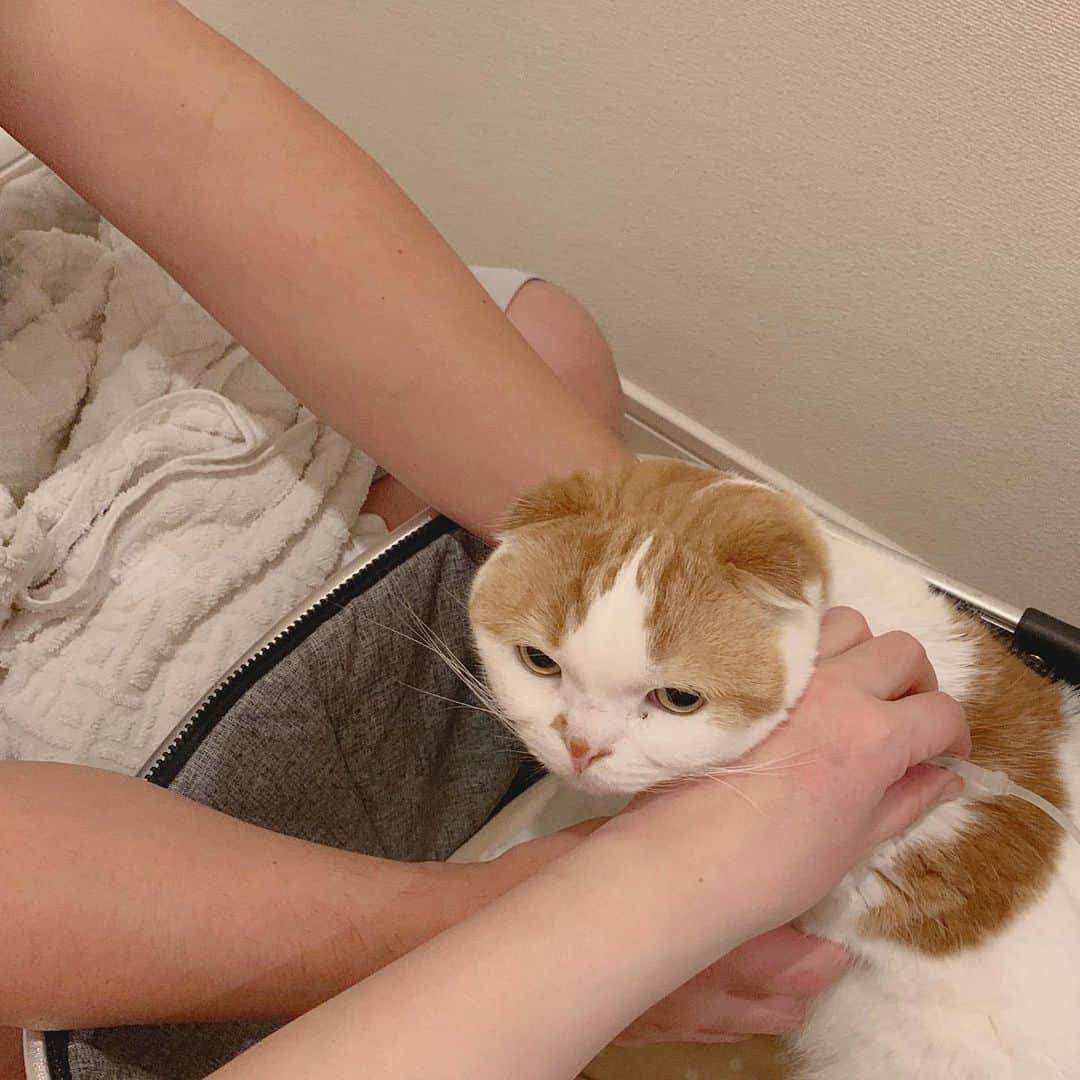 のんたのインスタグラム：「のんちゃんの点滴の様子を💉 病院と同じくカートの中でやっています。 パパが保定、私が左手で針を刺して右手で加圧ポンプをしゅこしゅこやっています。 のんちゃんはもう点滴のタイミングがわかっていて自分からカートの中に入ることもあります。  ②この日はご機嫌でゴロゴロ言っていたのでビデオを撮りました。背中に針が刺さっているというのにゴロゴロ言うのんちゃん…🥺かわいすぎる！(私の変な声は気にしないでください🙇‍♀️)  ③点滴はお湯で温めてから使っています。IKEAのじょうろがぴったり👍」
