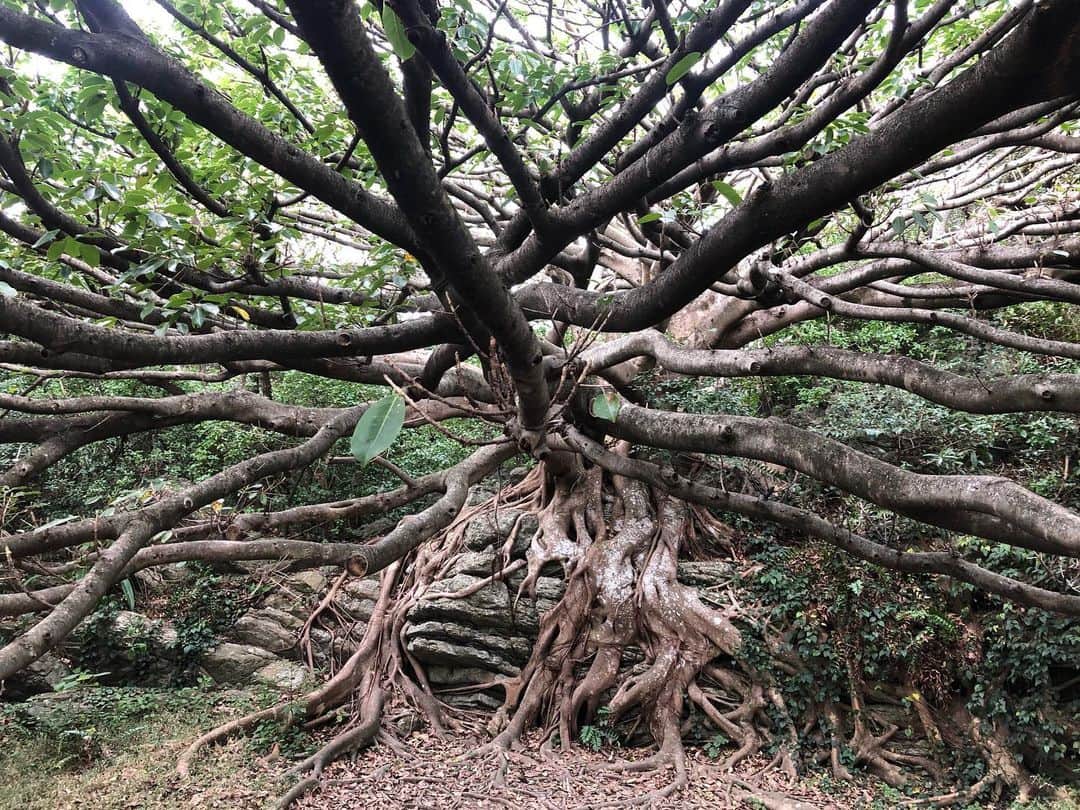 ヒデトレのインスタグラム：「この木の生命力凄いですね✨🌳  この地球上の生物達は、地球との繋がりが強くなればなるほどたくましくなり、離れると弱り滅びてしまう。  進化or退化 発酵or腐敗 巡りor停滞 生or死  #生命力 #地球とつながろう #ヒデトレ」