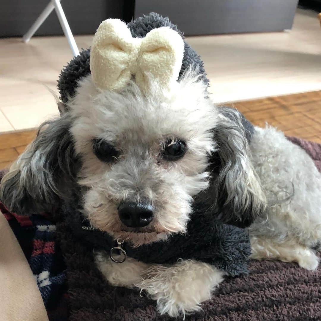 大塚莉奈のインスタグラム：「おかわ💕  #バロン #トイプードル #トイプードル男の子 #14さい🐾  #リボン #baron #toypoodle #ribbon #dog #dogstagram #長生きしてね🐶」