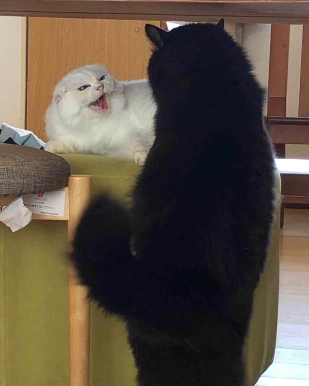 おーせさんのインスタグラム写真 - (おーせInstagram)「鬼の形相ふわりwwww  ぶたくんより体がひとまわりちっさいから、、びびりなんです。。  #森家のどうぶつ園⠀ ⠀ #箱入り猫⠀ #ぶたくん#猫だけど名前はぶたくん #長毛猫#longhairblackcat #多頭飼い #黒猫 #にゃんすたぐらむ #cat #catstgram #Blackcat #猫 #猫のいる生活 #猫好きさんと繋がりたい   #白猫#長毛猫#譲渡猫#オッドアイ#ツンデレ#多頭飼い#whitecat#oddeyescat#longhaircat#猫好き#猫#おファルにゃん#森家のどうぶつ園」12月22日 22時01分 - oosedon