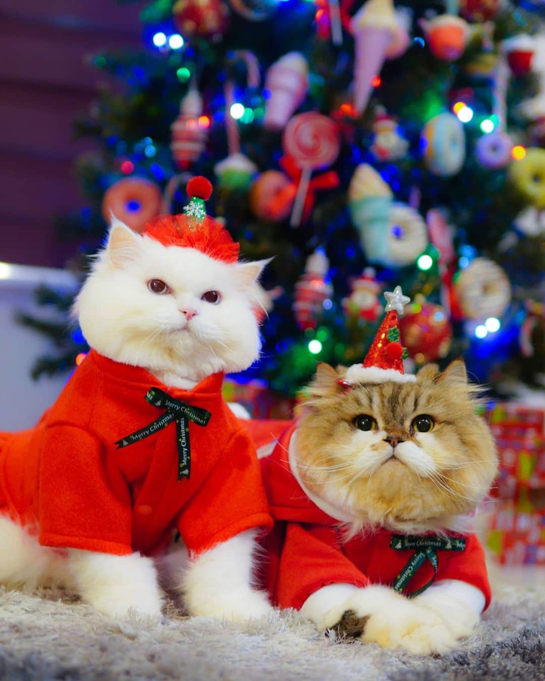 Kenshin & Chloeyさんのインスタグラム写真 - (Kenshin & ChloeyInstagram)「🎄🧑‍🎄 Christmas #twinningtuesday 😁❤」12月22日 22時02分 - kitty.chloeykenshin