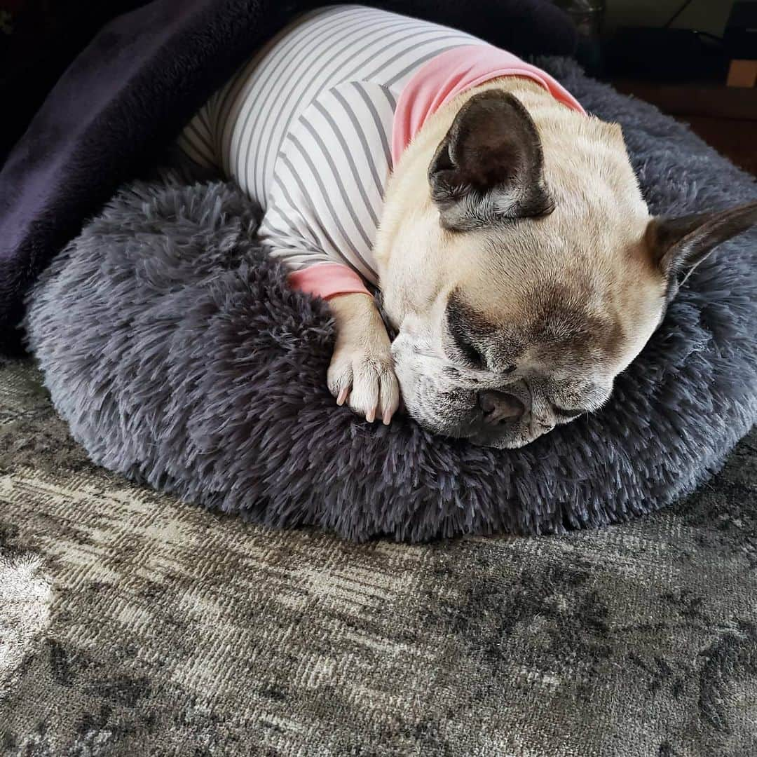 tamiさんのインスタグラム写真 - (tamiInstagram)「* #マッシュとレノン *  かわいい🥔♡  * #犬バカ部  #フレンチブルドッグ#frenchbulldog  #frenchie#フレブル#ブヒ#ムッチリ #犬スタグラム#犬との暮らし」12月22日 22時03分 - tami_73