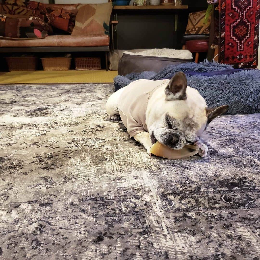 tamiさんのインスタグラム写真 - (tamiInstagram)「* #マッシュとレノン *  かわいい🥔♡  * #犬バカ部  #フレンチブルドッグ#frenchbulldog  #frenchie#フレブル#ブヒ#ムッチリ #犬スタグラム#犬との暮らし」12月22日 22時03分 - tami_73