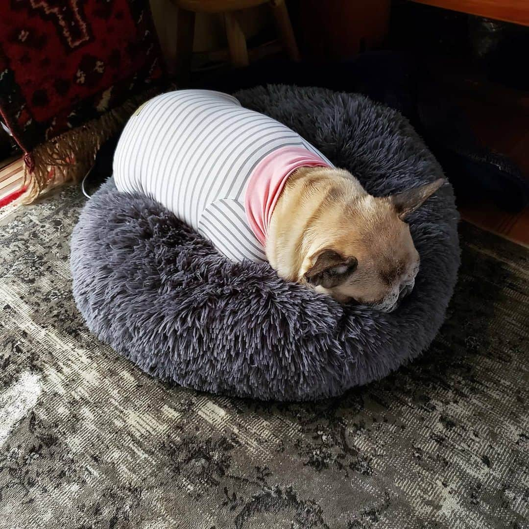 tamiさんのインスタグラム写真 - (tamiInstagram)「* #マッシュとレノン *  かわいい🥔♡  * #犬バカ部  #フレンチブルドッグ#frenchbulldog  #frenchie#フレブル#ブヒ#ムッチリ #犬スタグラム#犬との暮らし」12月22日 22時03分 - tami_73