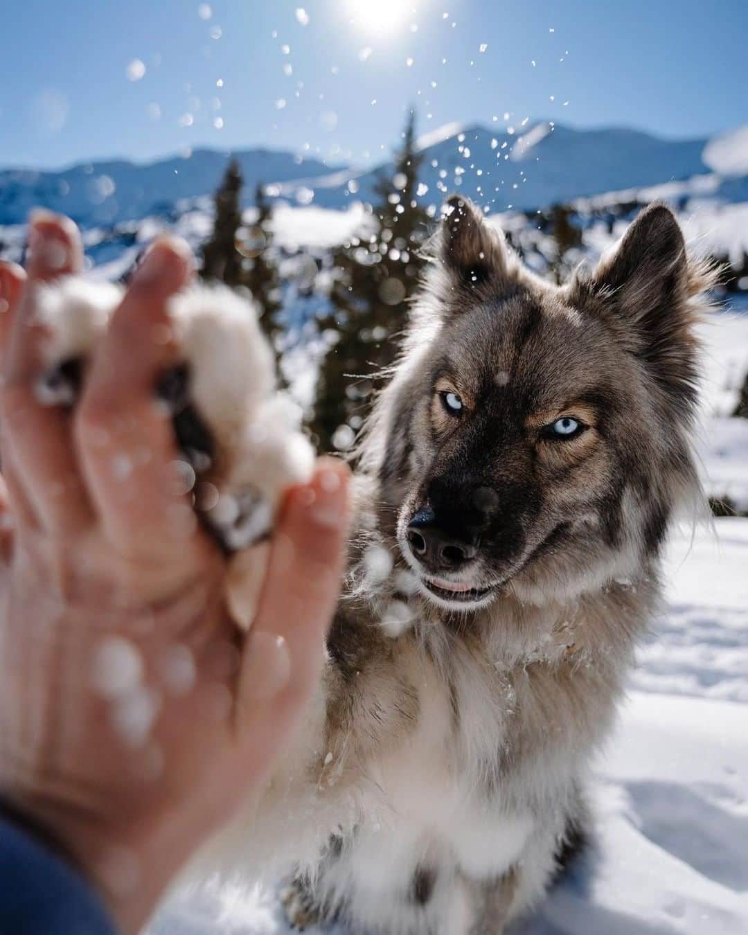 8crapさんのインスタグラム写真 - (8crapInstagram)「Hi paws with me! 🐾 - Want to get featured like him? Join “The Barked Club” on FACEBOOK and post something now! 👉 barked.com - 📷 @findyoursummit - #TheBarkedClub #barked #dog #doggo #SiberianHusky」12月22日 22時30分 - barked
